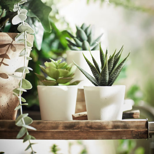 IKEA - Artificial potted plant with pot, indoor/outdoor Succulent, 2 ¼ " 3 pack